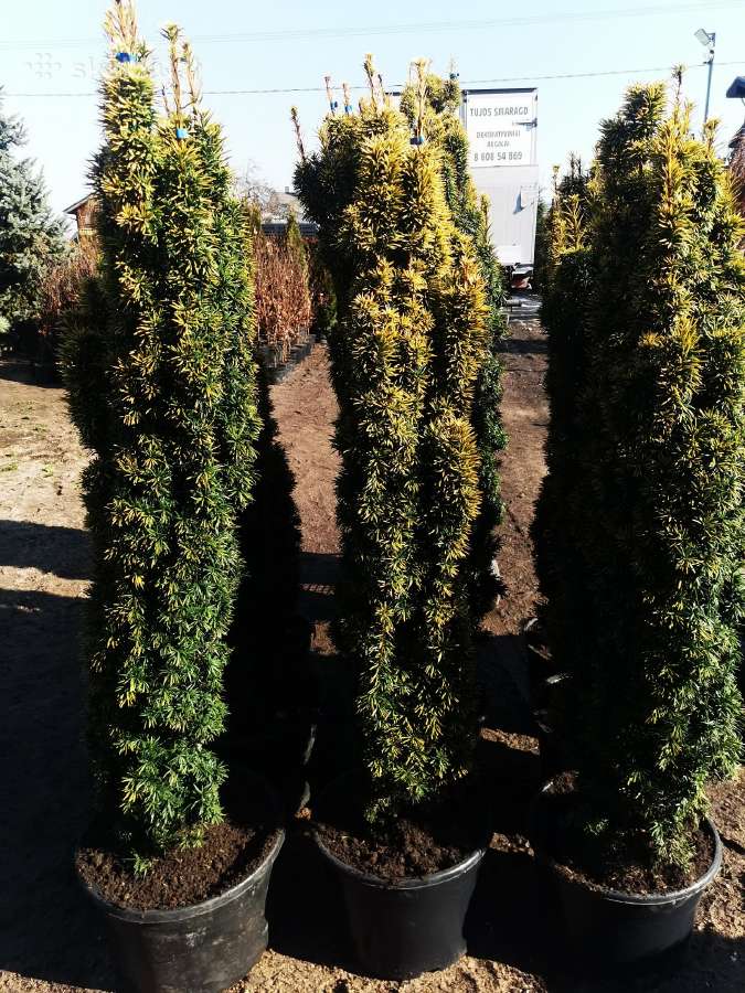 Bonsines pušis kalnapušes Skiepiti augalai - nuotraukos Nr. 15