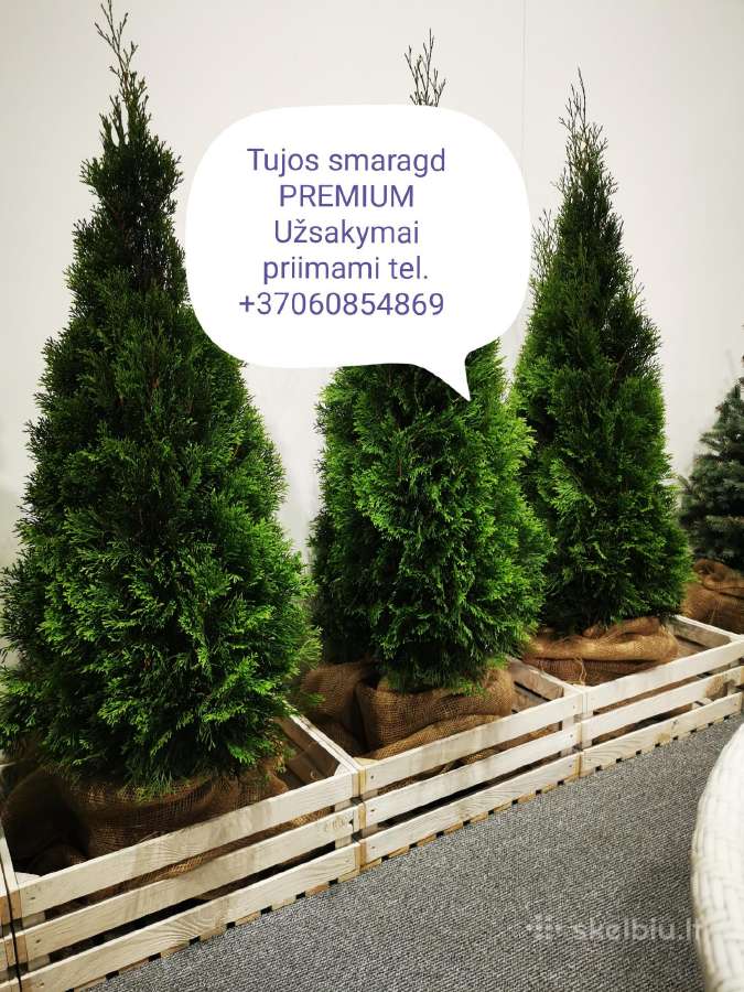 Bonsines pušis kalnapušes Skiepiti augalai - nuotraukos Nr. 16