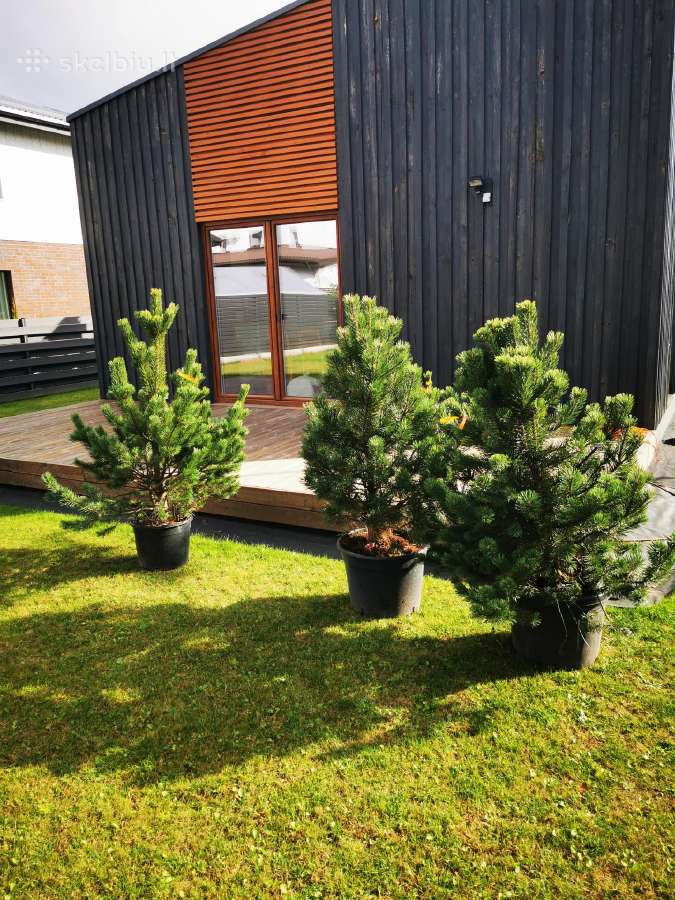 Bonsines pušis kalnapušes Skiepiti augalai - nuotraukos Nr. 22