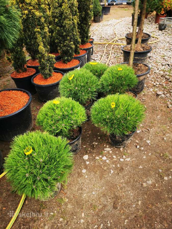 Bonsines pušis kalnapušes Skiepiti augalai - nuotraukos Nr. 29