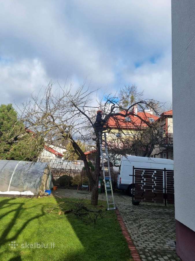 Medžių pjovimas-genėjimas-gyvatvorių karpymas - nuotraukos Nr. 31