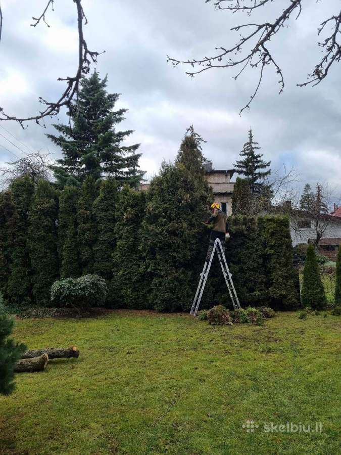 Medžių pjovimas-genėjimas-gyvatvorių karpymas - nuotraukos Nr. 26