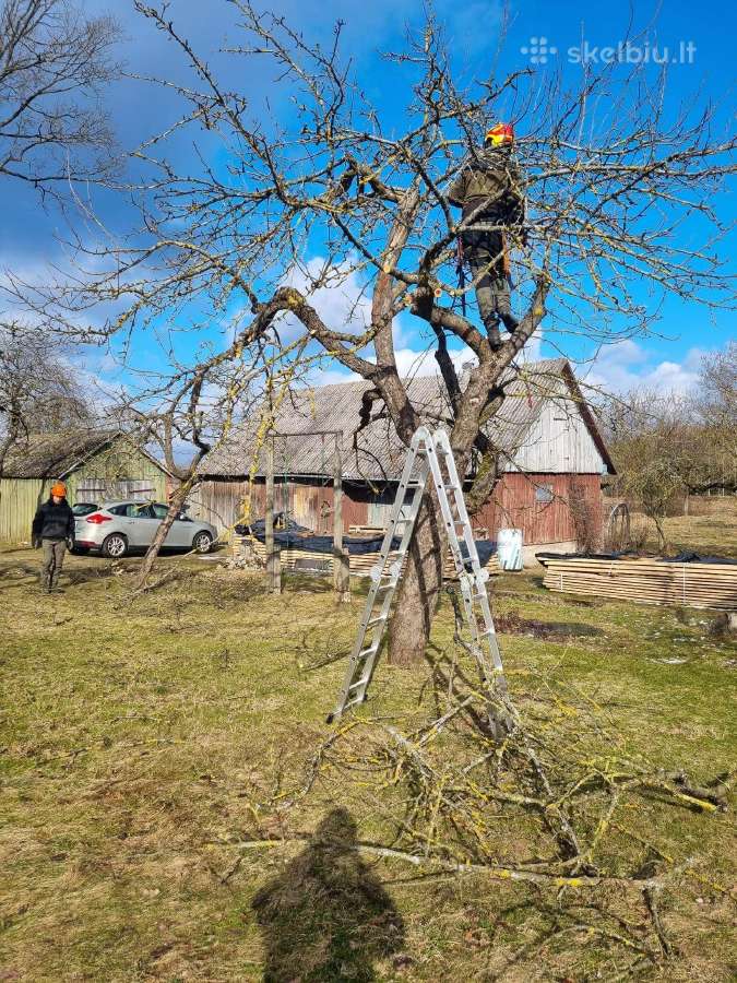 Medžių pjovimas-genėjimas-gyvatvorių karpymas - nuotraukos Nr. 35