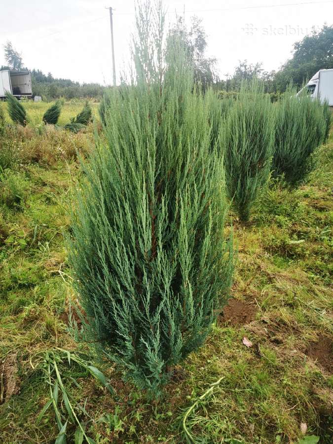 Mėlynieji kadagiai, uoliniai kadagiai, blue arrow - nuotraukos Nr. 10