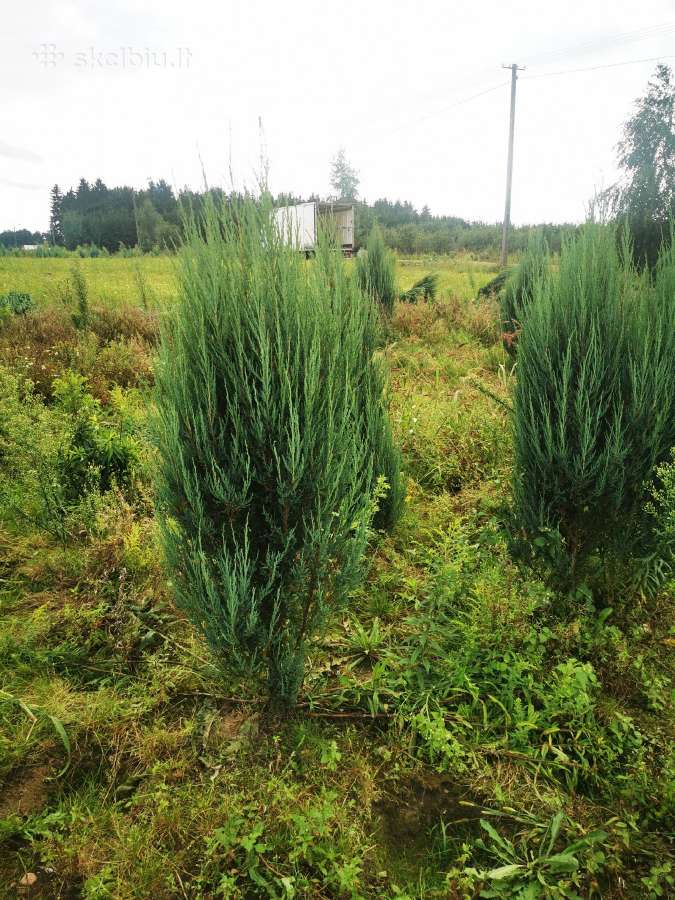 Mėlynieji kadagiai, uoliniai kadagiai, blue arrow - nuotraukos Nr. 12