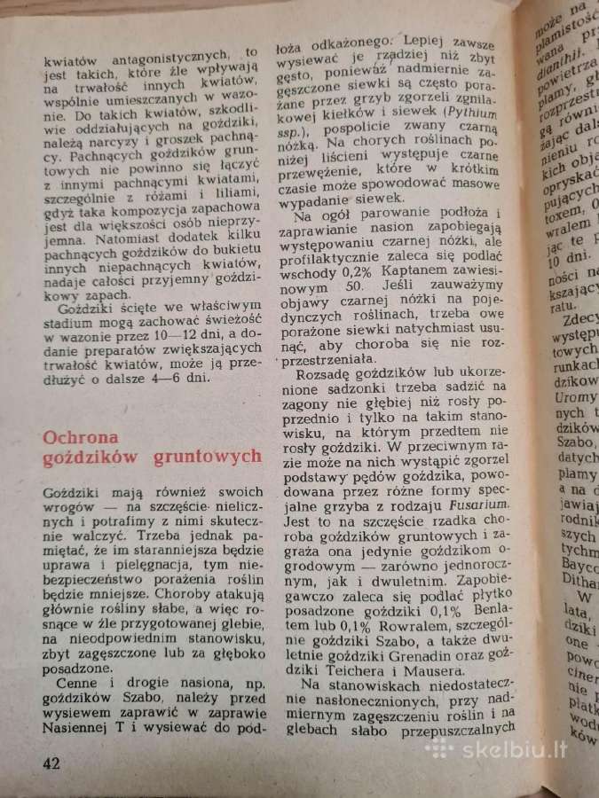 Goździki w ogrdku. Rabatowe, skalne (Lenkų k.) - nuotraukos Nr. 6
