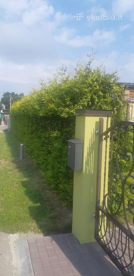 Medžių genėjimas , Gyvatvorės kirpimas,karpymas. - nuotraukos Nr. 10