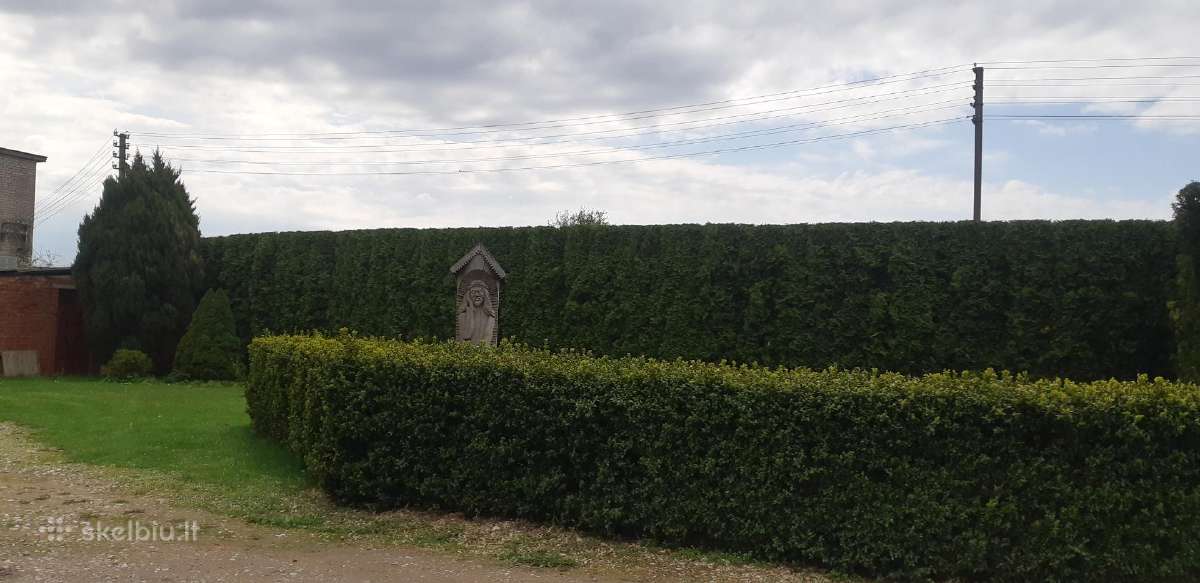 Medžių genėjimas , Gyvatvorės kirpimas,karpymas. - nuotraukos Nr. 15