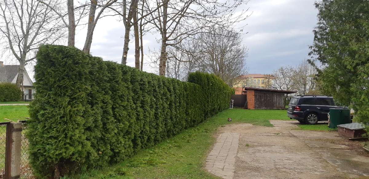 Medžių genėjimas , Gyvatvorės kirpimas,karpymas. - nuotraukos Nr. 17