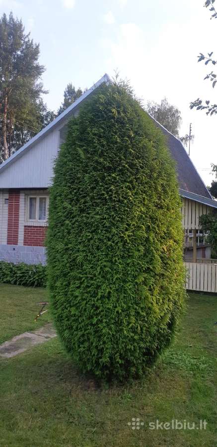 Medžių genėjimas , Gyvatvorės kirpimas,karpymas. - nuotraukos Nr. 19