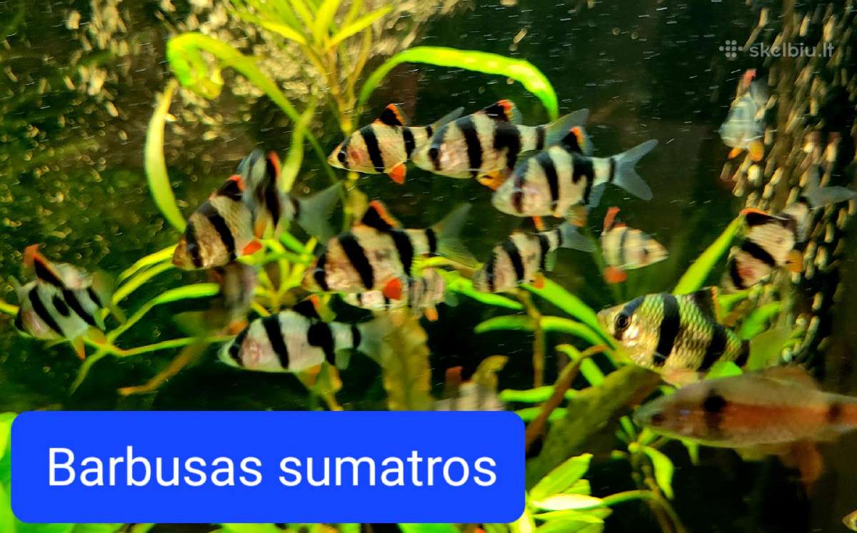 Įvairios akvariumo žuvytės, augalai, maistelis - nuotraukos Nr. 2