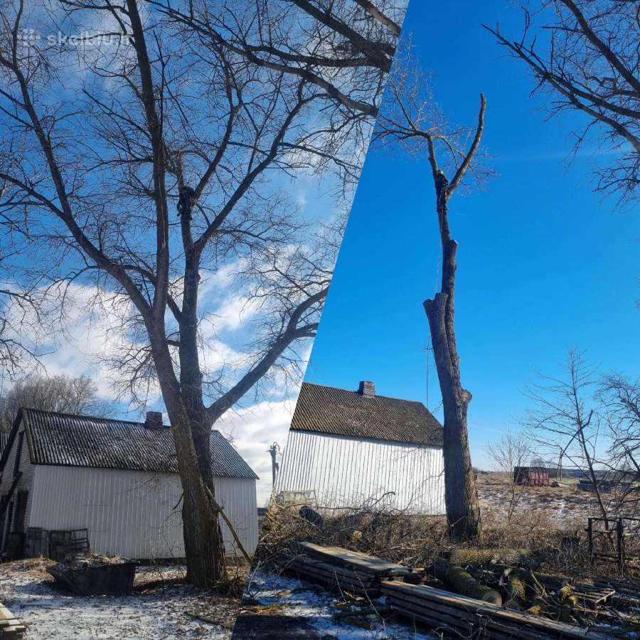 Medžių pjovimas-genėjimas-gyvatvorių karpymas - nuotraukos Nr. 15