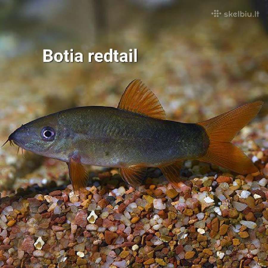 Didelis akvariuminių žuvyčių pasirinkimas - nuotraukos Nr. 9