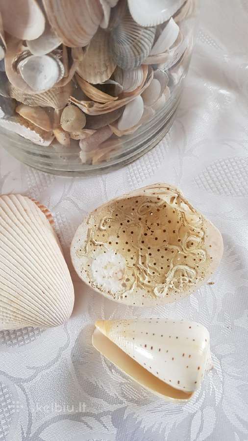 Indas pilnas jūros kriauklių - nuotraukos Nr. 3