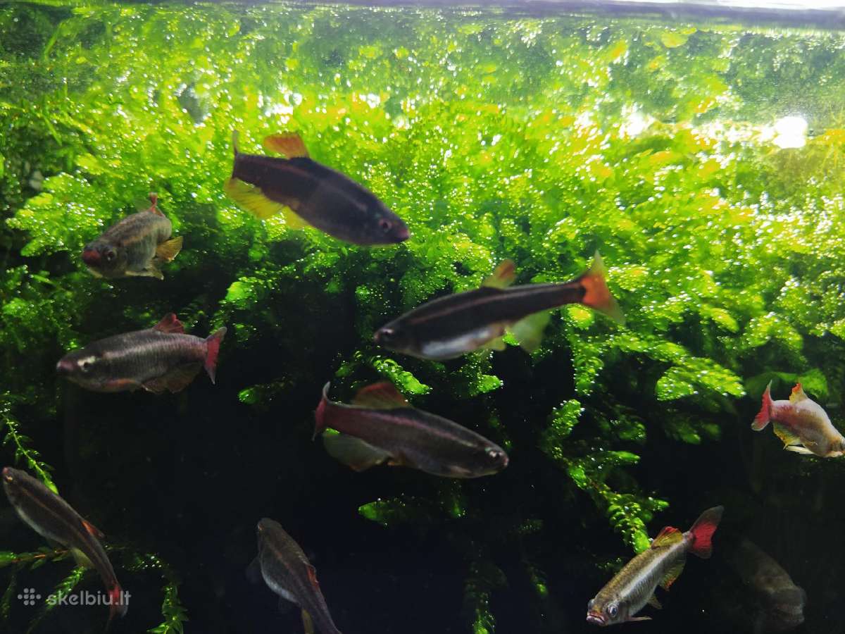 Samanos, augalai