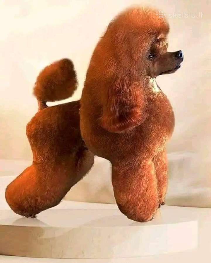 Kilmingas Toy Pudelis Kergimui