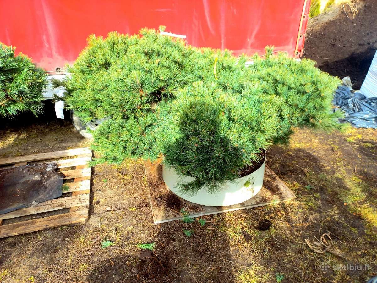 Tujos smaragd premium kokybė Atvežame - nuotraukos Nr. 37