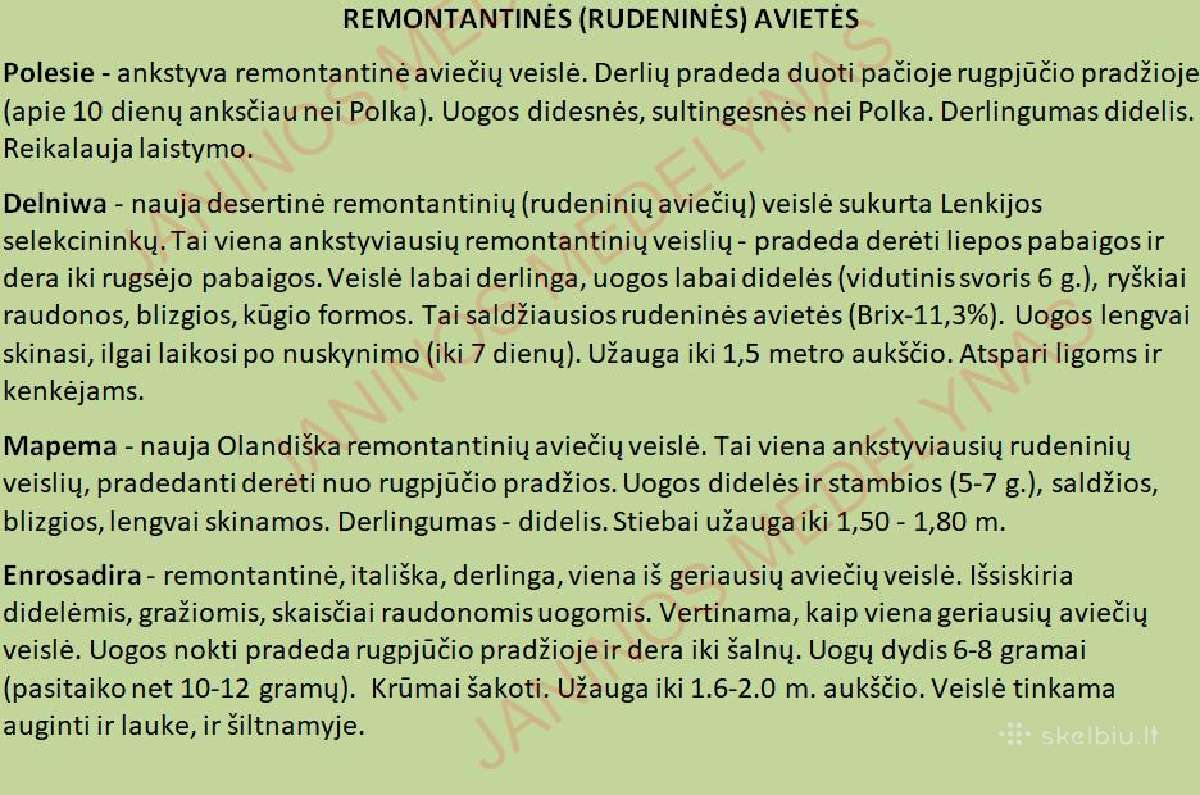 Avietės Šilauogės Gervuogės Daigai Sodinukai - nuotraukos Nr. 5