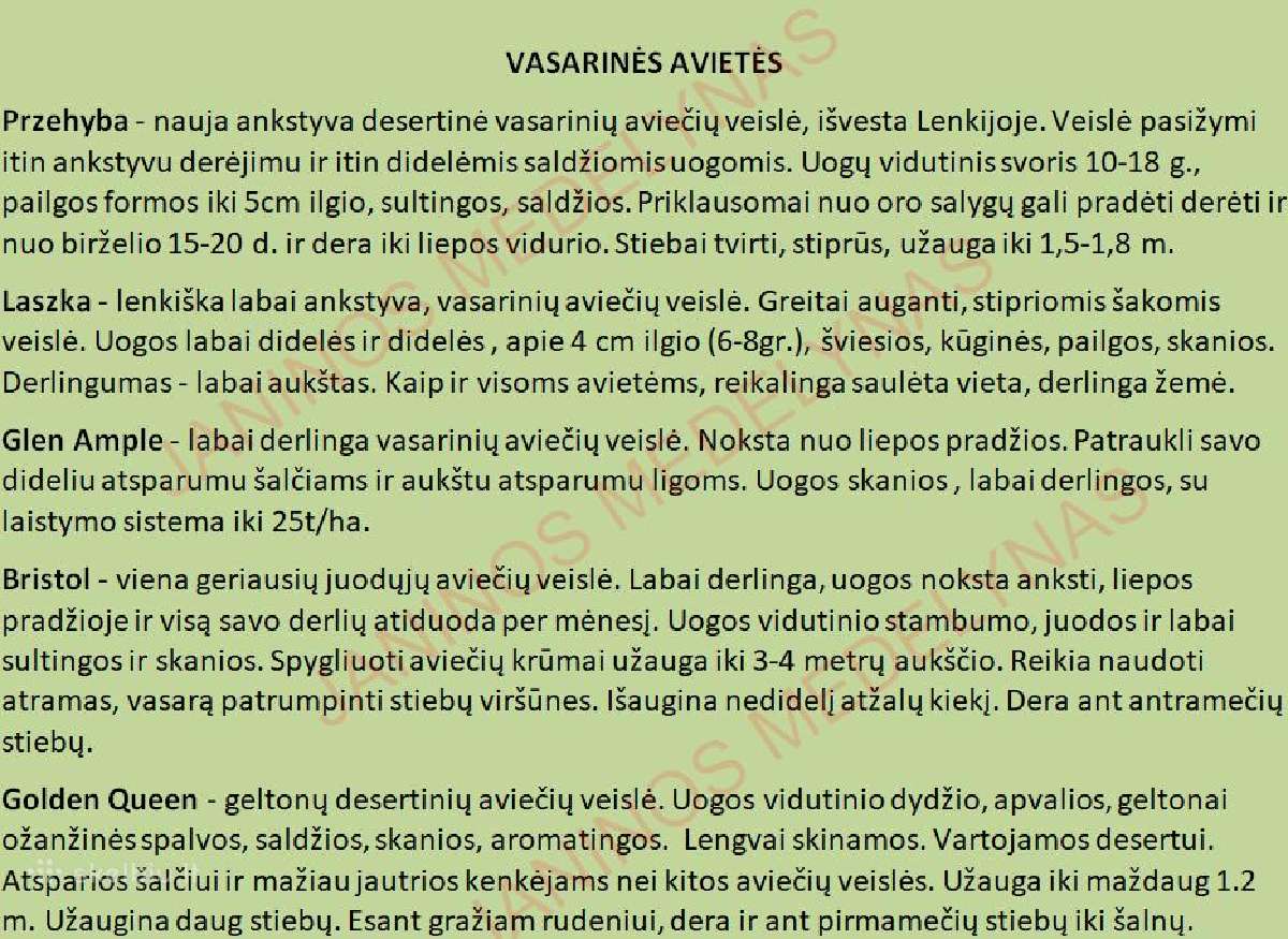 Avietės Šilauogės Gervuogės Daigai Sodinukai - nuotraukos Nr. 7
