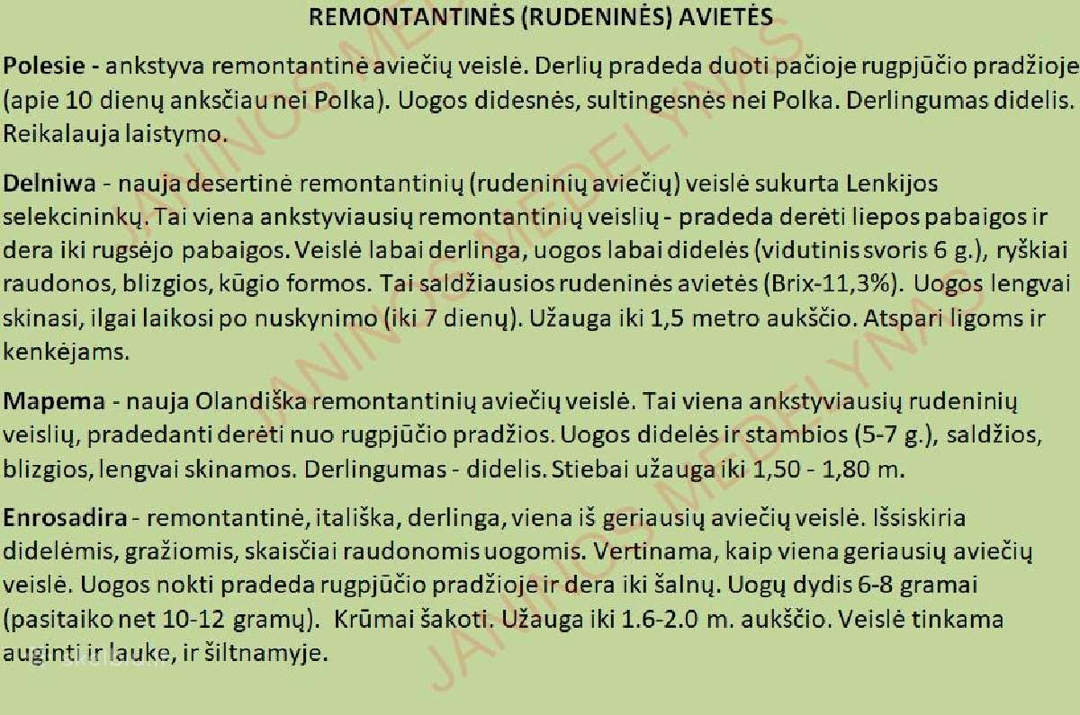 Aviečių ir kitų uogakrūmių Sodinukai - nuotraukos Nr. 3