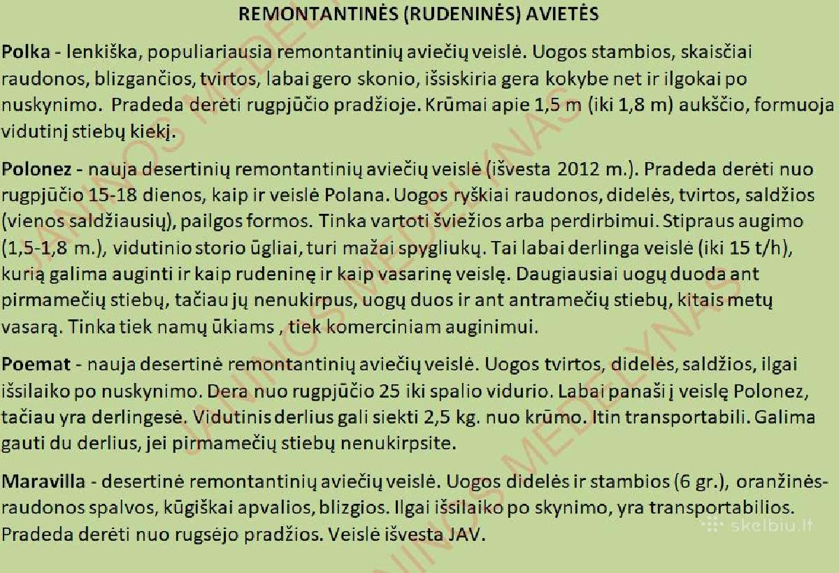 Aviečių ir kitų uogakrūmių Sodinukai - nuotraukos Nr. 4