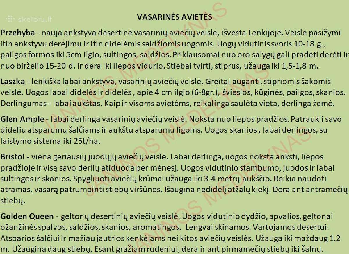 Aviečių ir kitų uogakrūmių Sodinukai - nuotraukos Nr. 5