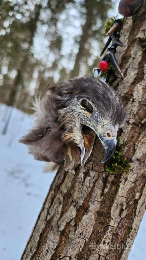 Vėrinys su erelio galva iš Meksikos šamanų. - nuotraukos Nr. 4