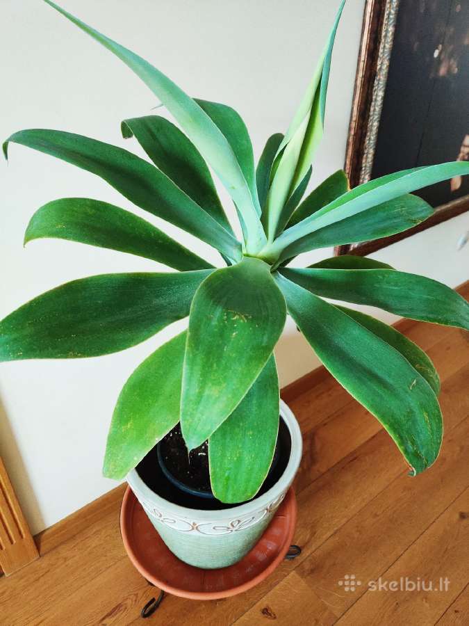 Kambarinė gele-medis "Agave attennuata"iš Madeiros - nuotraukos Nr. 2