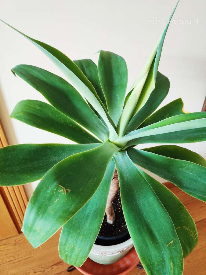 Kambarinė gele-medis "Agave attennuata"iš Madeiros - nuotraukos Nr. 3
