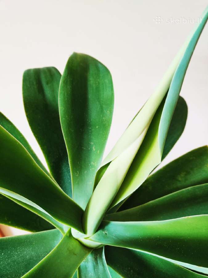 Kambarinė gele-medis "Agave attennuata"iš Madeiros - nuotraukos Nr. 4