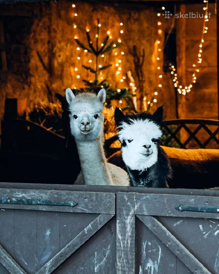 Jonavos alpakų svečių namai - nuotraukos Nr. 13