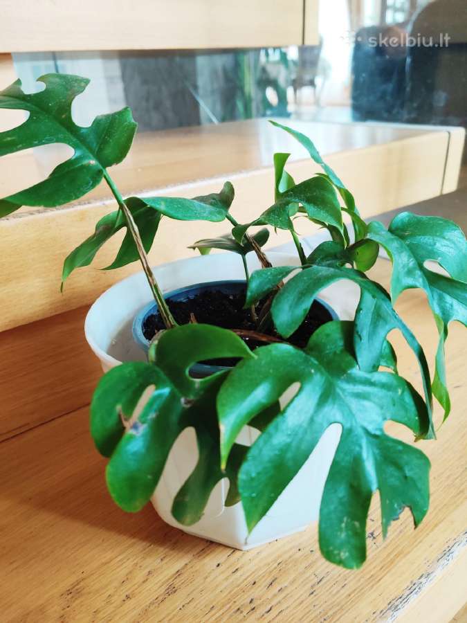 Kambarinė gėlė"monstera-tetrasperma".