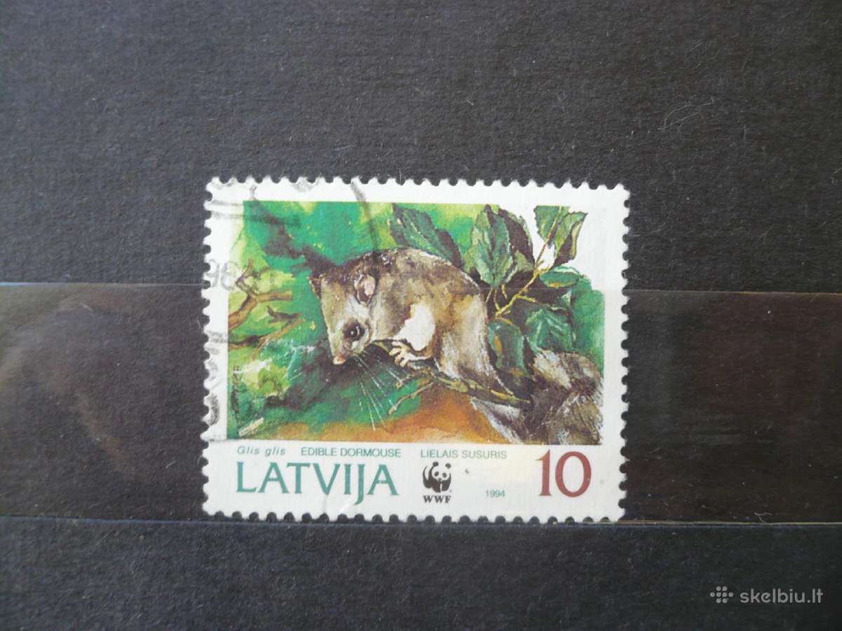 1994 m. Storoji miegapelė