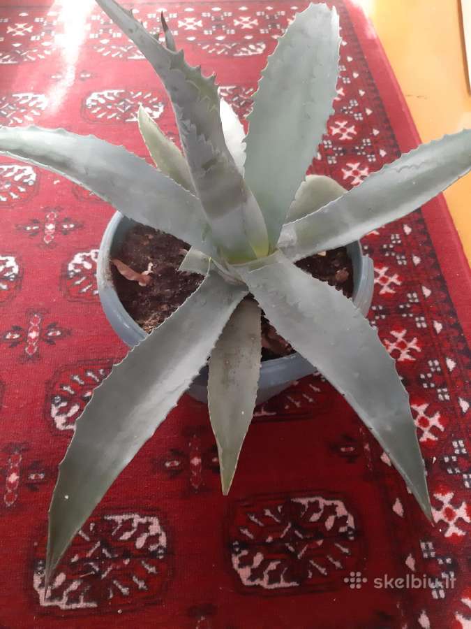 Agava