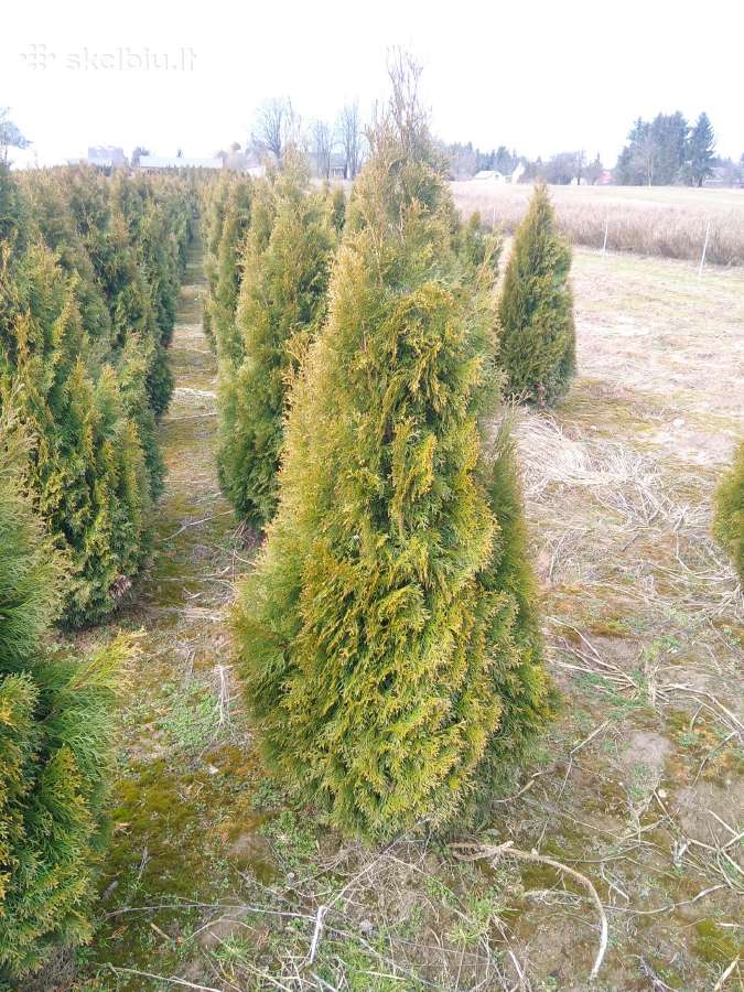 Parduodu tujas Smaragd , Brabant , Columna , - nuotraukos Nr. 21