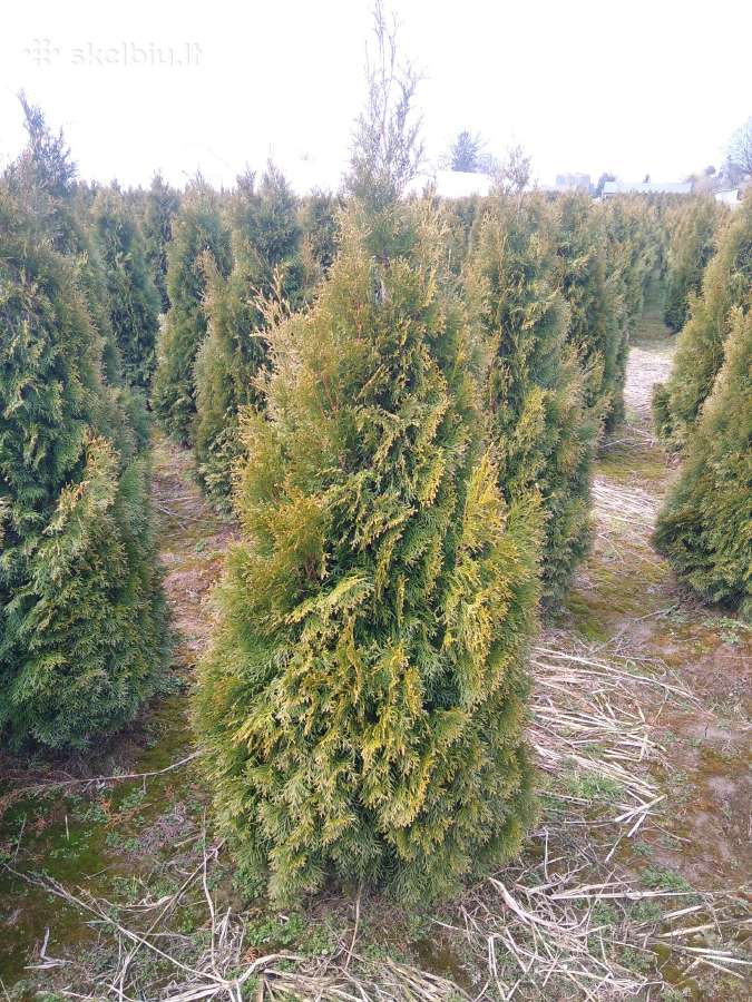 Parduodu tujas Smaragd , Brabant , Columna , - nuotraukos Nr. 22