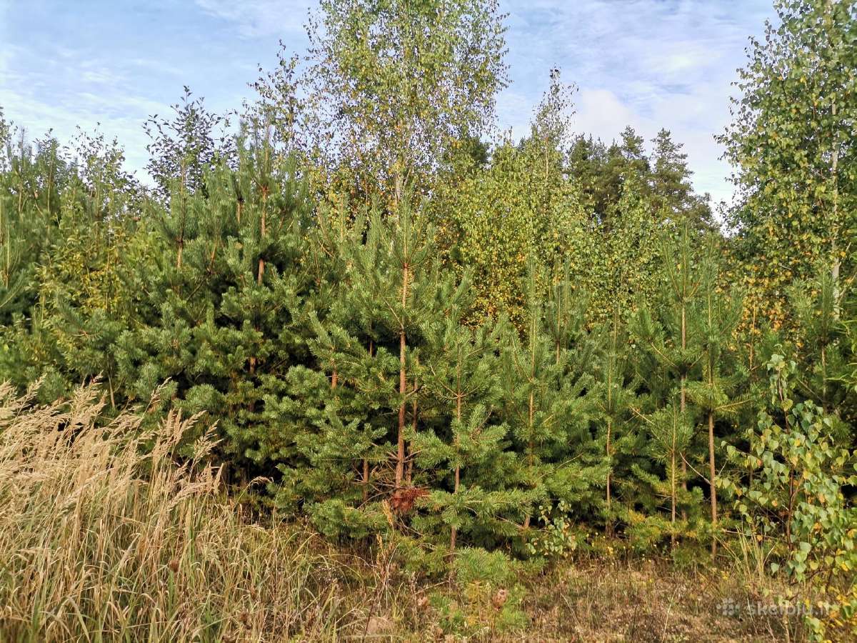 1,29 ha sklypas netoli Dusios ežero, Dzūkijoje - nuotraukos Nr. 2