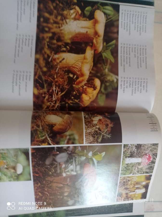 Lietuvos miškuose albumas ( A4 )-puiki dovana - nuotraukos Nr. 4