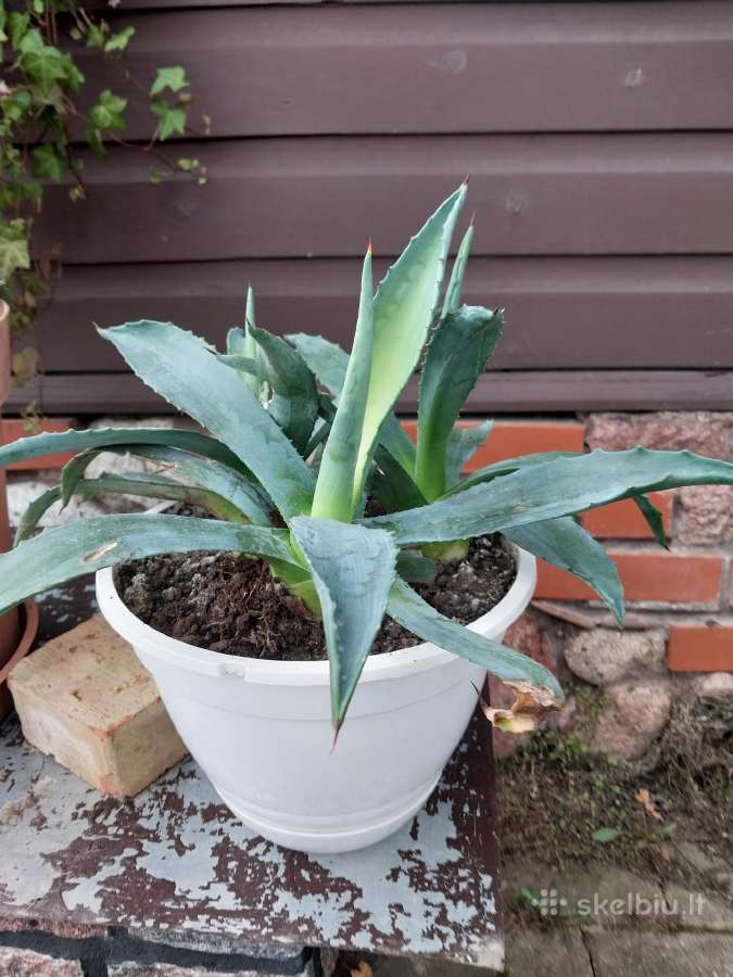 Agavos