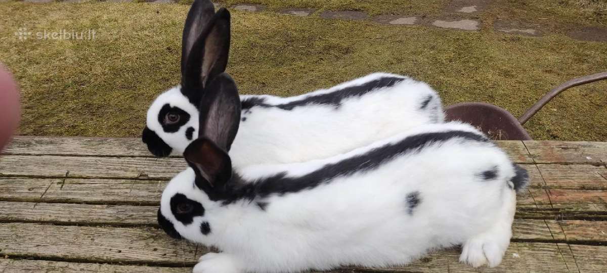 Belgų milžinai,vokiečių drugeliai, vienos pilkieji - nuotraukos Nr. 20