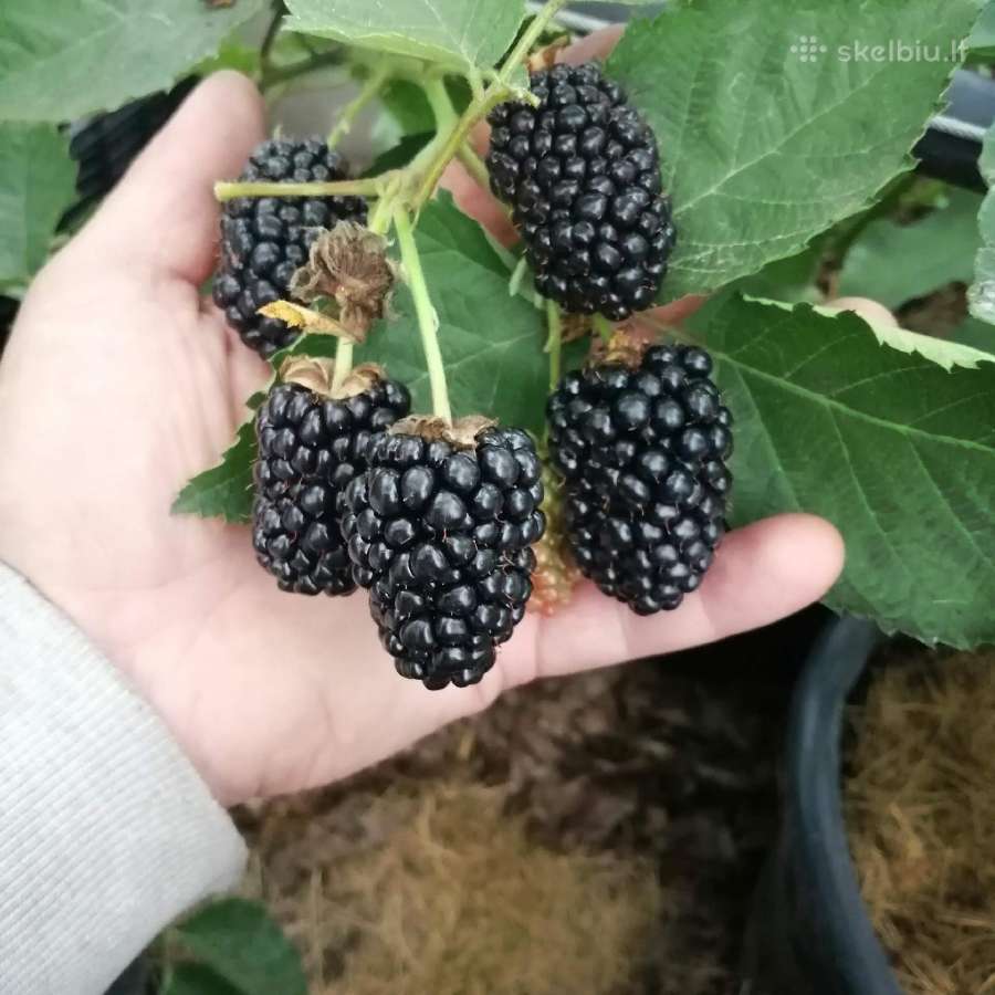 Figmedžiai.gervuogių, vynuogių, bruknių sodinukai. - nuotraukos Nr. 32