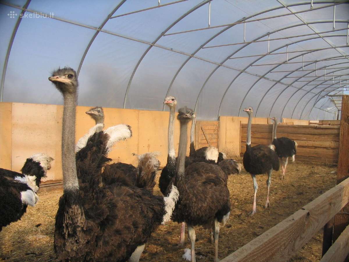 Afrikos stručiai , ju kiaušiniai ,taukai,plunksnos - nuotraukos Nr. 3