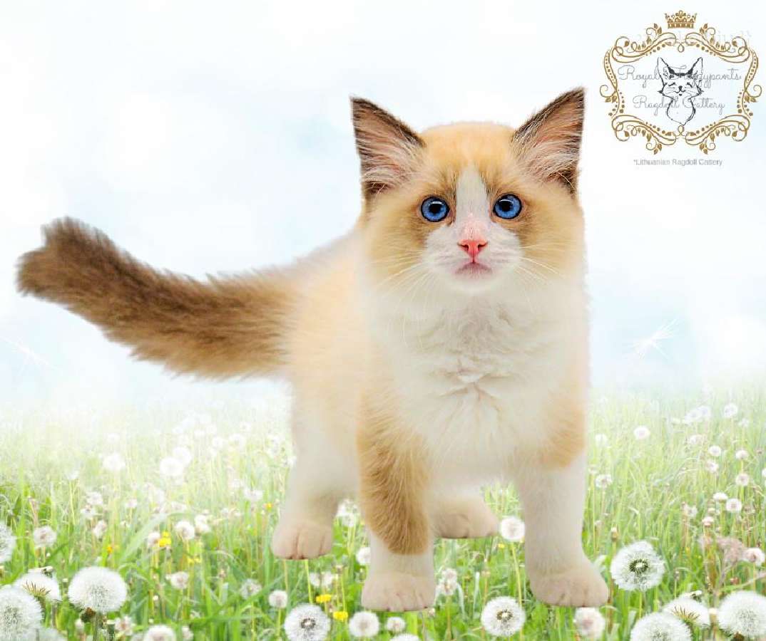 (Ragdoll /Skudurinukės)