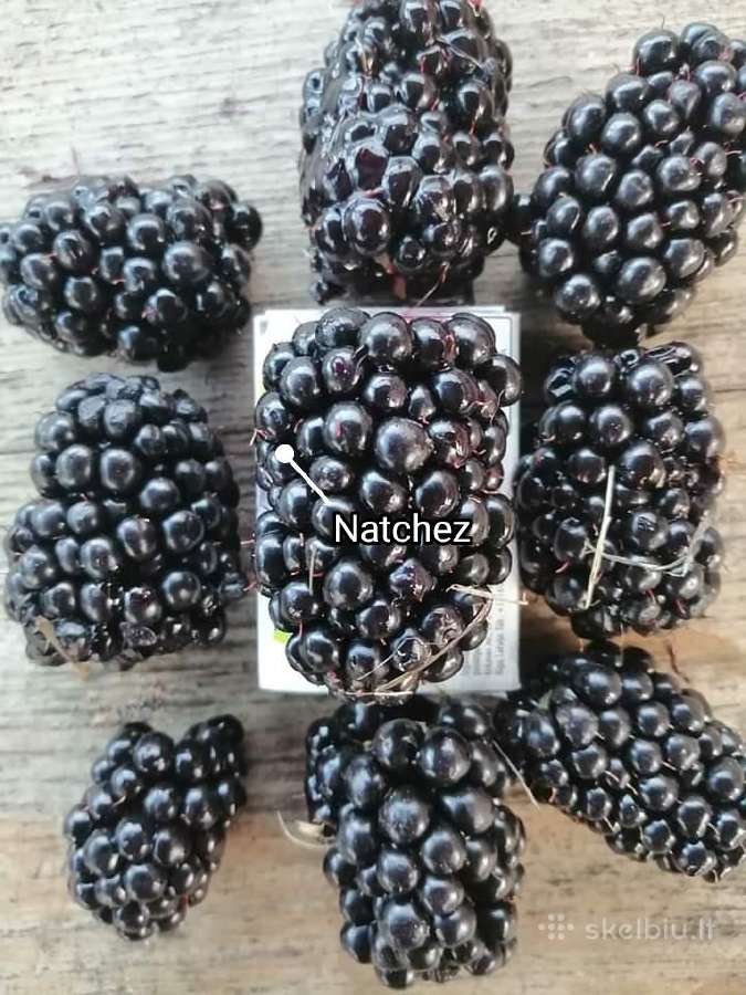Figmedžiai.gervuogių, vynuogių, bruknių sodinukai. - nuotraukos Nr. 7