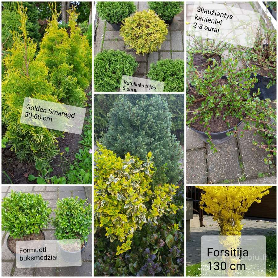 Tujos Brabant, Columna, šluotelinės hortenzijos - nuotraukos Nr. 9