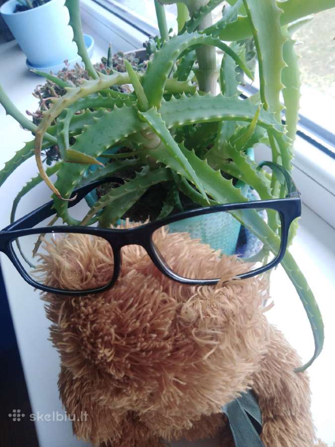 Akiniai nuo kompiuterio ekrano - nuotraukos Nr. 12