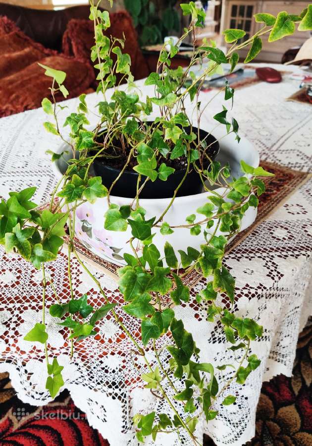 Kambarinė gėlė vijoklinė"hedera".