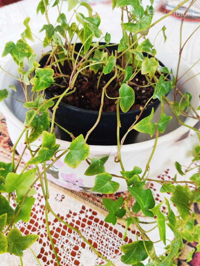 Kambarinė gėlė vijoklinė"hedera". - nuotraukos Nr. 2