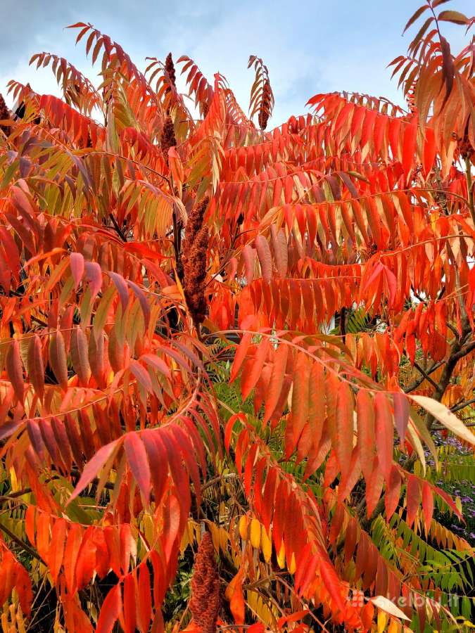 Žagrenis rūgštusis (Rhus)