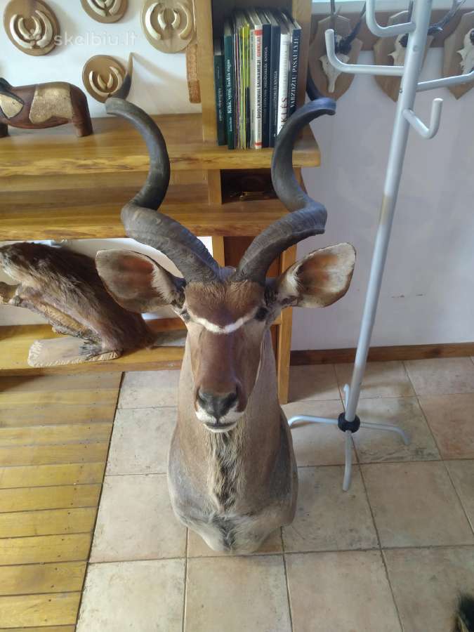 Kudu iškamša